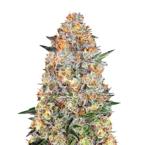 Granddaddy Purple Autoflower Seeds