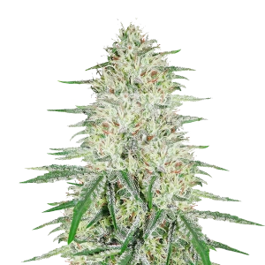 Harlequin Feminized Seeds