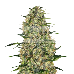 Hindu Kush Feminized Seeds