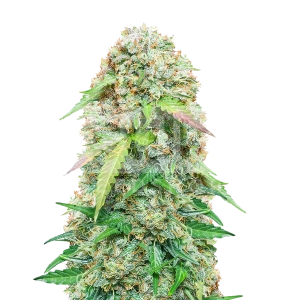 Jack Herer Autoflower Seeds