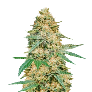 LA Confidential Feminized Seeds