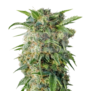 LSD Feminized Seeds