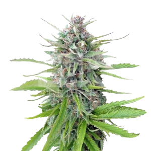 Maui Waui Feminized Seeds