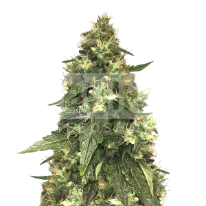 Northern Lights Feminized Seeds