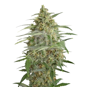 OG Kush Feminized Seeds