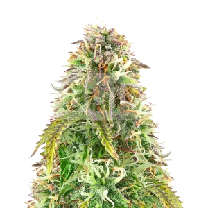 Oreoz Feminized Seeds