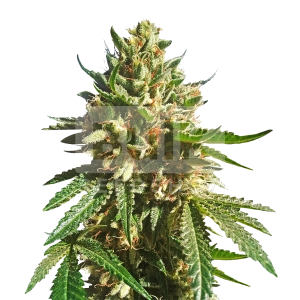 Pink Runtz Autoflower Seeds