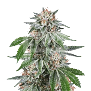 Purple Haze Autoflower Seeds