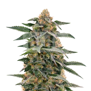 Purple Kush Autoflower Seeds