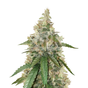 Skunk Autoflower Seeds