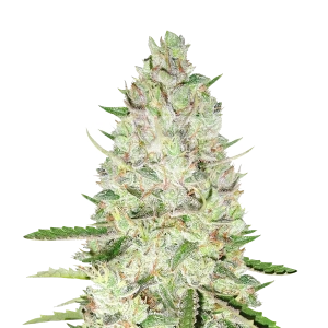 Skywalker Autoflower Seeds