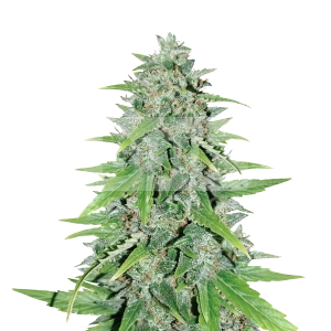 Skywalker OG Feminized Seeds