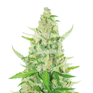 Sour Diesel Autoflower Seeds