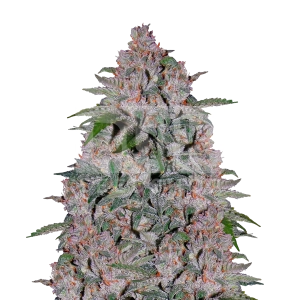 Strawberry Cough Feminized Seeds