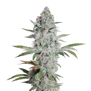 Super Silver Haze Autoflower Seeds