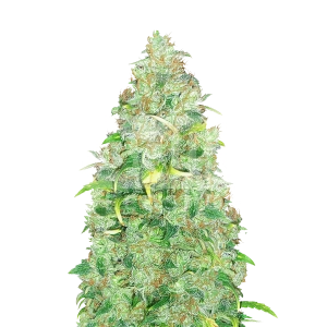 Super Skunk Autoflower Seeds