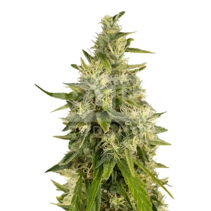 True OG Feminized Seeds