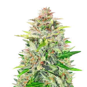 Wedding Cake Autoflower Seeds