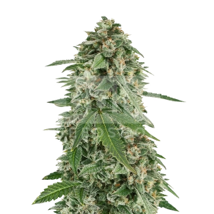 White Widow Autoflower Seeds