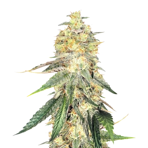 Zkittlez Feminized Seeds